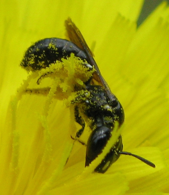 Ceratina cucurbitina